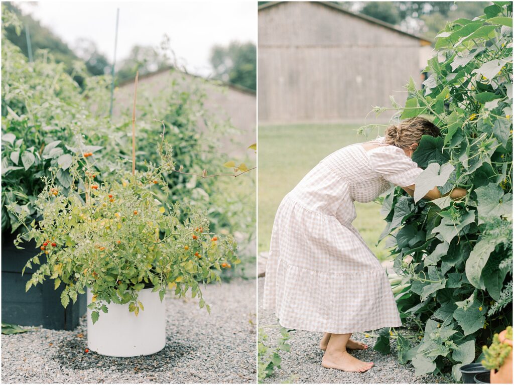 On the left, a pot with a cherry tomato plant. On the right, a woman digging into a cucumber arbor to find cucumbers.