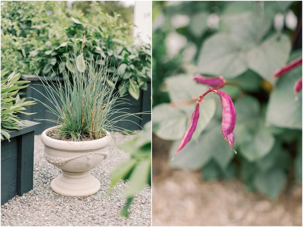 On the left, a pot of chives in the garden. On the right, details of purple bean plant.