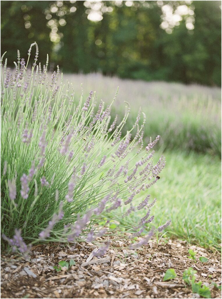 Lavender at Mt. Airy Lavender in Coatesville, PA