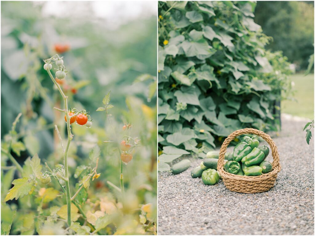 On the left, raindrops on small, cherry tomatoes. On the right, a basket in the garden with produce.