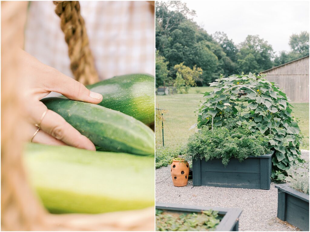 On the left, a close up of a woman's hand with cucumbers in a basket. On the right, a raised bed in a garden with a cucumber arbor.