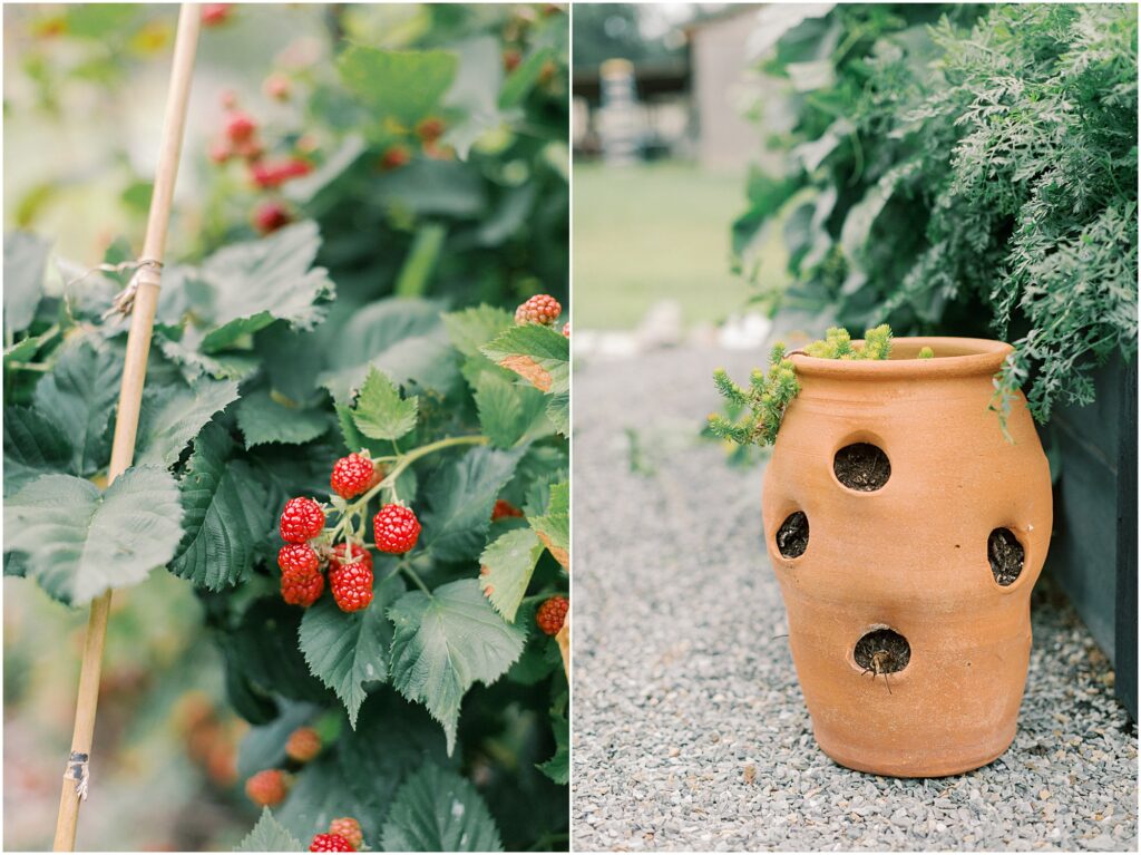 On the left details of blackberries and on the right a strawberry pot in a garden